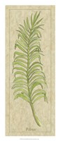 Palmae Leaf Fine Art Print