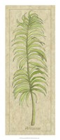 Arecaceae Leaf Fine Art Print