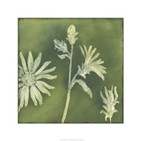 Verdigris Blossoms II Fine Art Print