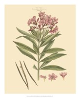 Blushing Pink Florals III Fine Art Print