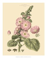 Blushing Pink Florals V Fine Art Print