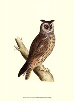 Long Eared Owl by Tom Morris - 10" x 13"
