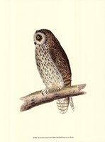 Short Eared Owl Fine Art Print