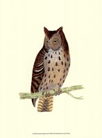 Mottled Owl Fine Art Print