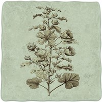 Imperial Munting I Fine Art Print