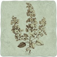 Imperial Munting II Fine Art Print