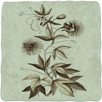 Imperial Munting III Fine Art Print