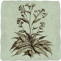 Imperial Munting IV Fine Art Print