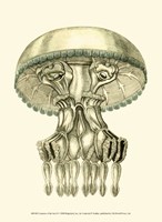 Creatures of the Sea II Fine Art Print