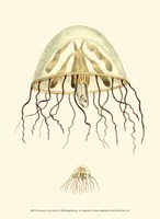 Creatures of the Sea III Fine Art Print