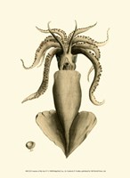 Creatures of the Sea IV Fine Art Print