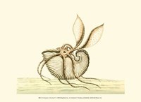 Creatures of the Sea V Fine Art Print