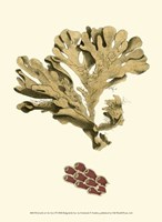 Jewels of the Sea I Fine Art Print