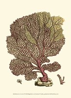 Jewels of the Sea II Fine Art Print