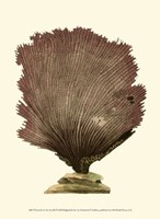 Jewels of the Sea III Fine Art Print