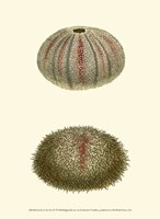 Jewels of the Sea IV Fine Art Print