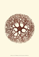 Jewels of the Sea V Fine Art Print