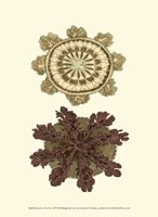 Jewels of the Sea VI Fine Art Print