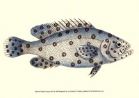 Antique Fish I Fine Art Print