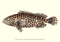 Antique Fish II Framed Print