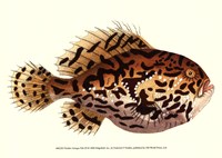 Antique Fish III Framed Print