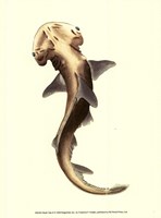 Shark Tale II Fine Art Print