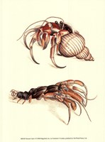 Hermit Crabs I Framed Print