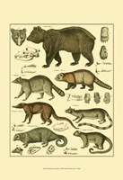 Bear & Racoon Fine Art Print