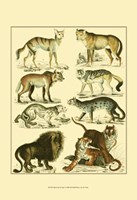 Lion & Tiger Fine Art Print