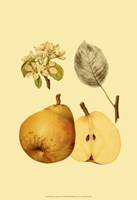 Ripe for Harvest II Fine Art Print