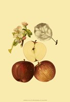 Ripe for Harvest IV Fine Art Print