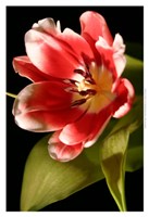 Red Tulip I Fine Art Print