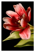 Red Tulip III Fine Art Print