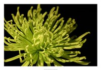 Fuji Mum I Fine Art Print