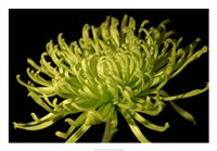 Fuji Mum II Fine Art Print