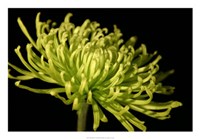 Fuji Mum III Fine Art Print