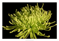 Fuji Mum IV Fine Art Print