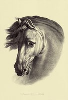 Equestrian Portrait I Fine Art Print