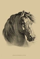 Equestrian Portrait II Fine Art Print