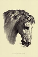 Equestrian Portrait IV Fine Art Print