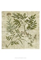 Garden Verses II Fine Art Print