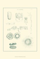 Sea Nettles I Fine Art Print