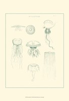 Sea Nettles II Fine Art Print