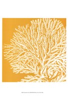 Saturated Coral I Fine Art Print