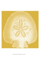 Saturated Shells I Fine Art Print