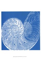 Saturated Shells IV Fine Art Print