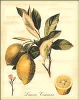 Custom Tuscan Fruits II (AO) Fine Art Print