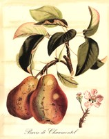 Custom Tuscan Fruits IV (AO) Framed Print