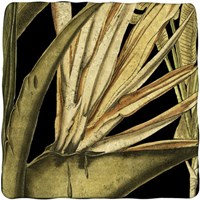 Tranquil Tropical Leaves III Fine Art Print