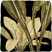 Tranquil Tropical Leaves V Fine Art Print